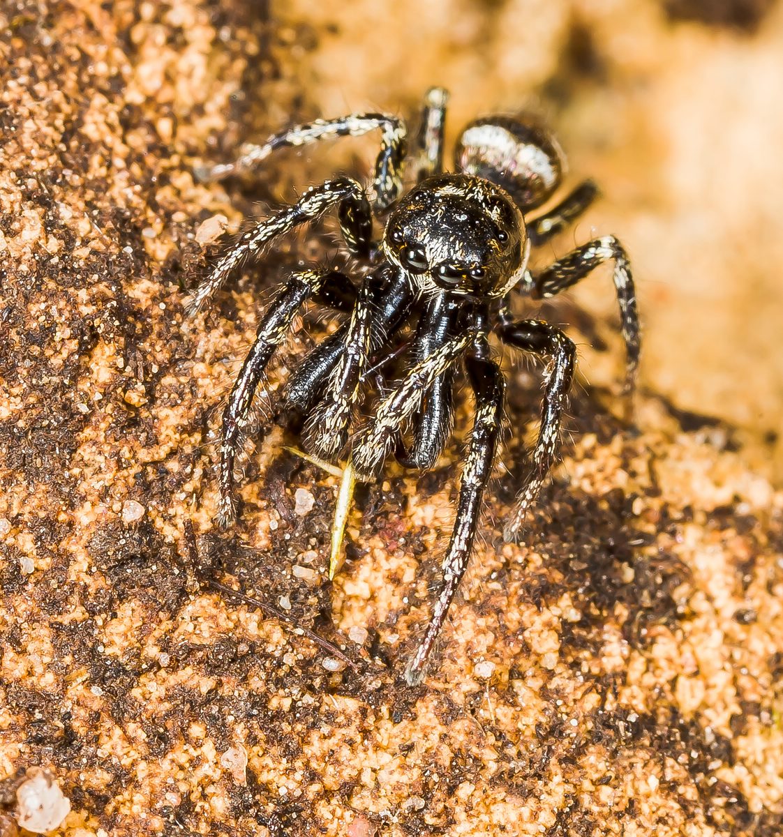 comp_ks09. Juni 20141125.jpg