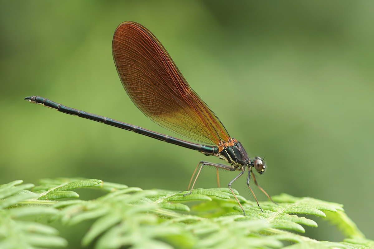 Calopteryx haemorrhoidalis_m_juvenil_IMG_7247.jpg
