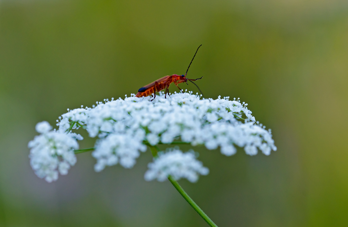 Roter-Weichkäfer.jpg