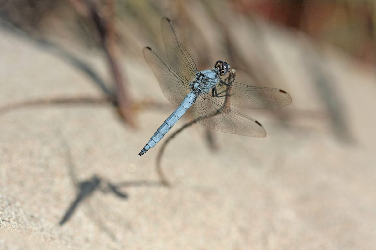 Orthetrum brunneum_m_IMG_6117.jpg