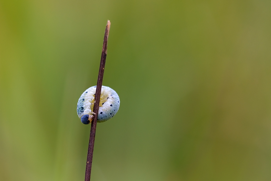 DSC_6433_5.6-1.10-160-Raupe-Rabengrund.jpg