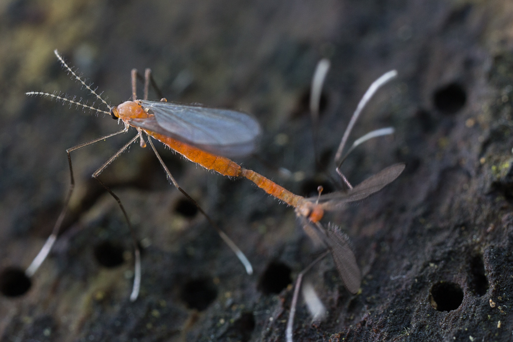 Fliege 2 (1 von 1).jpg