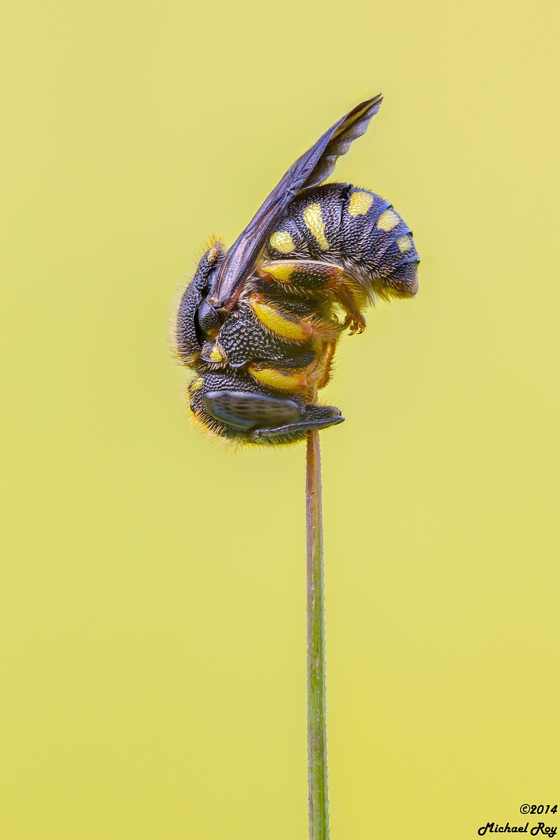 comp_1small1Harzbiene Stack final-34.jpg