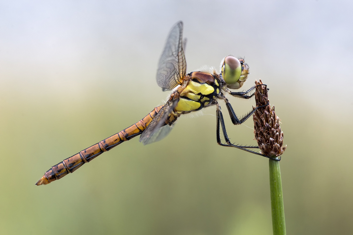 _MG_2352_Sympetrum striolatum.jpg