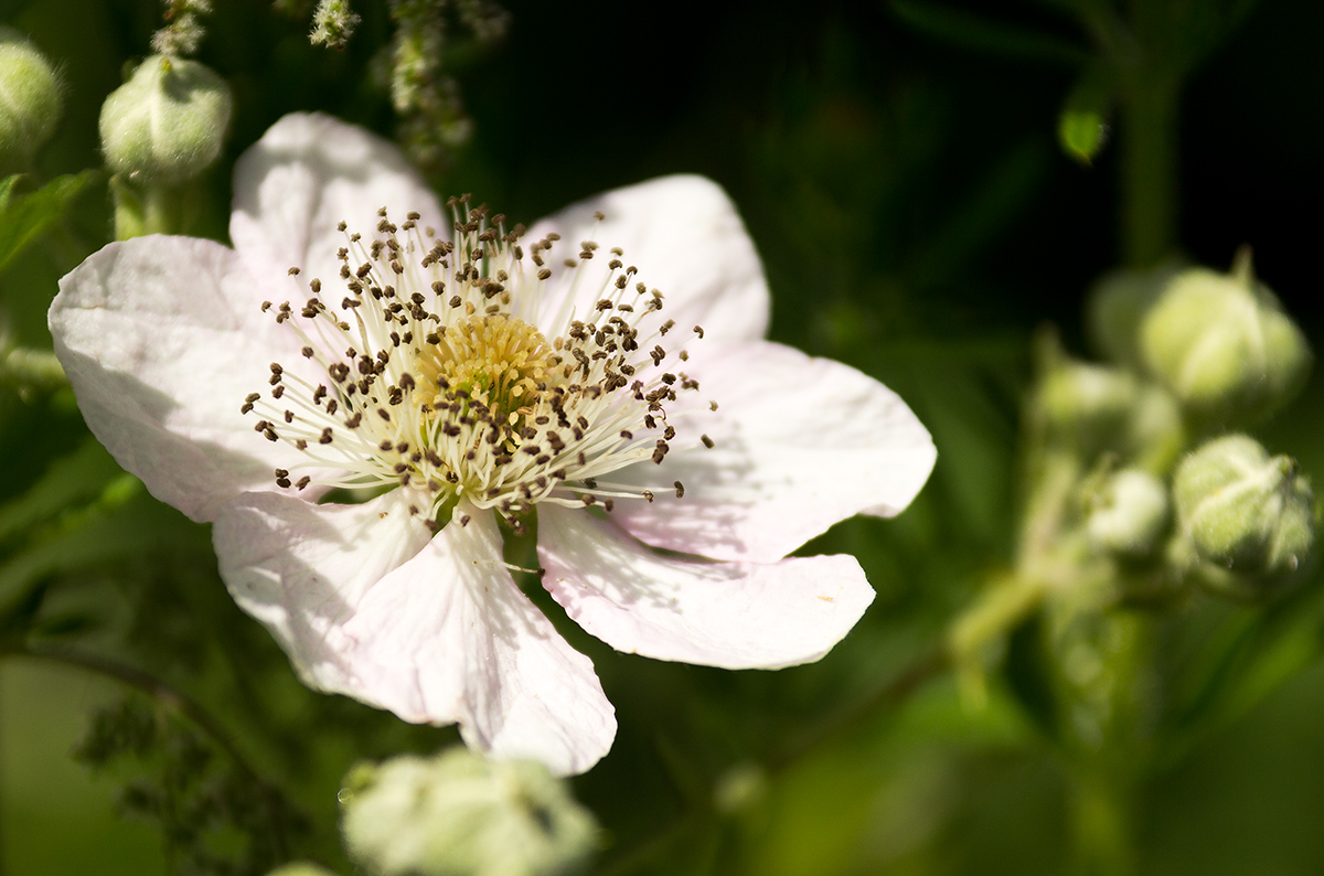IMG_8476 neu3.jpg