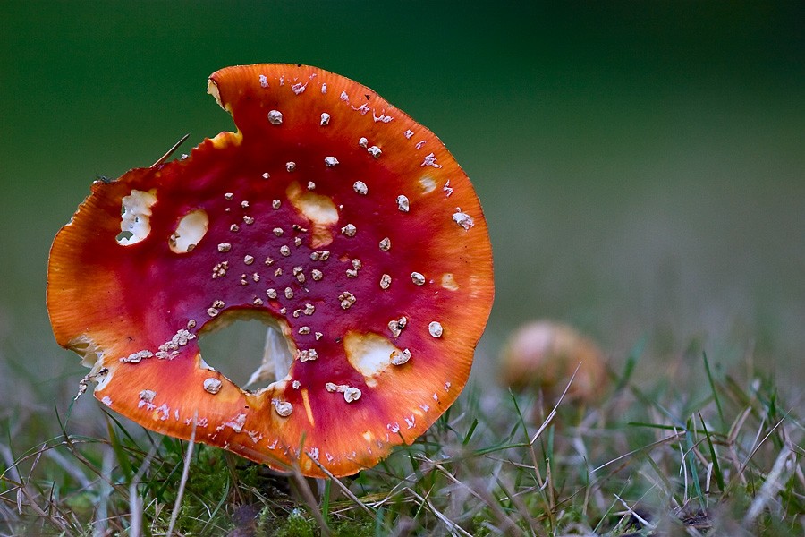 _MG_6592 (900 x 600).jpg