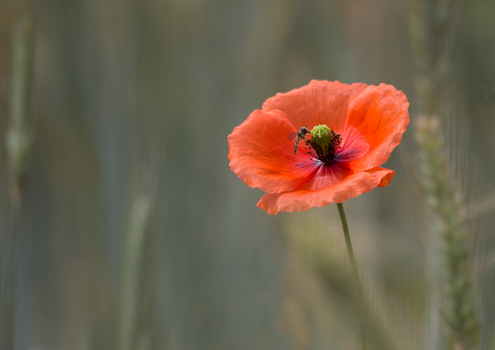 Mohnblüte.jpg