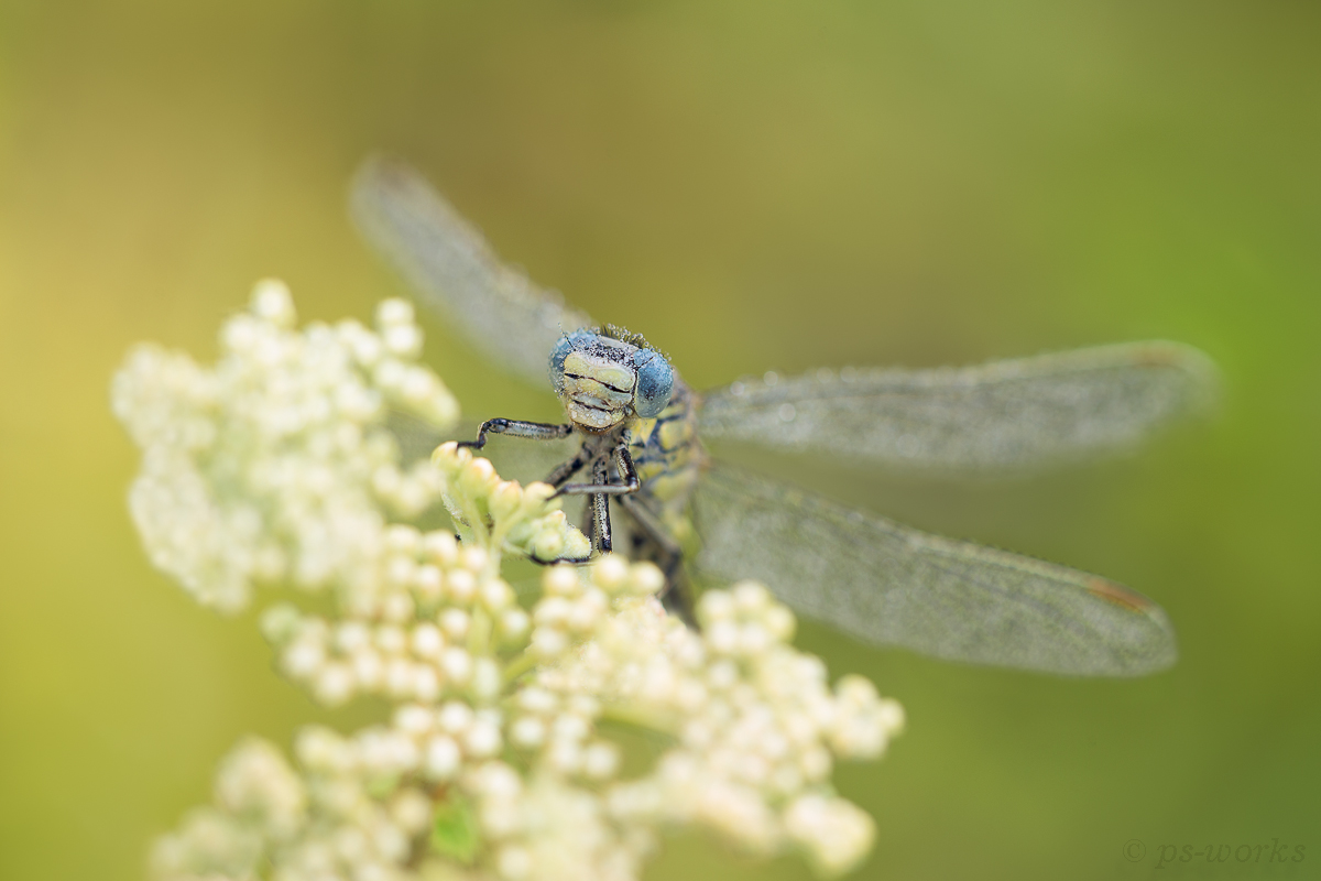 Westliche Keiljungfer (1 von 1).jpg
