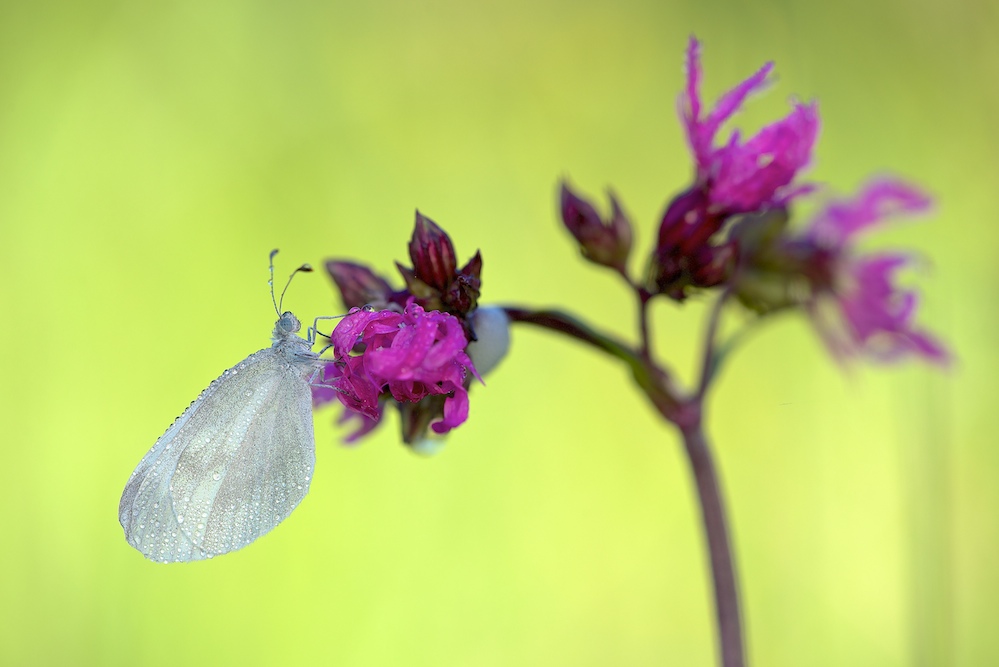 Senf-Weißling (2).jpg