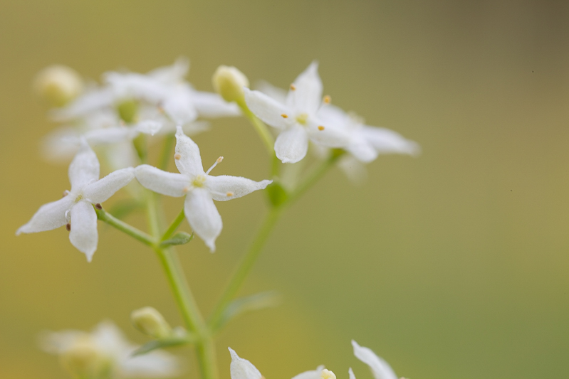 Blümchen (1 von 1).jpg
