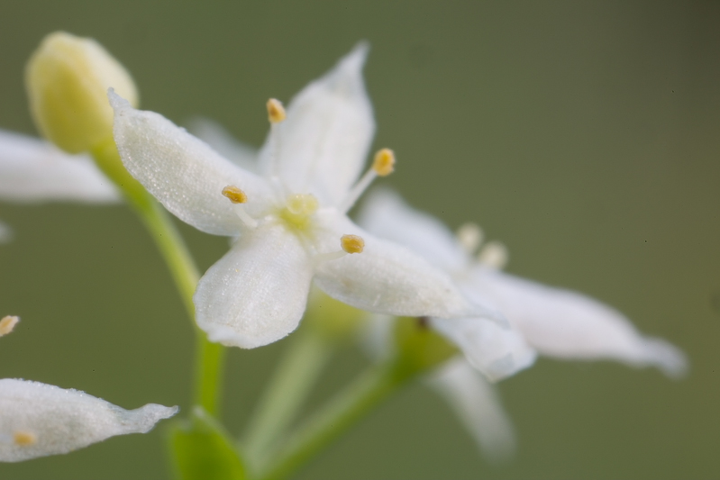 Blümchen detail (1 von 1).jpg