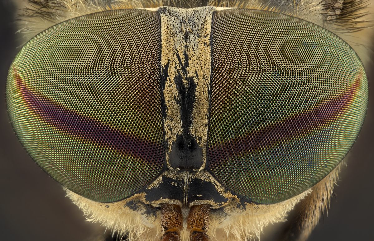 03203_D600_Luminar25_5zu1_Tabanus_00075_02.JPG
