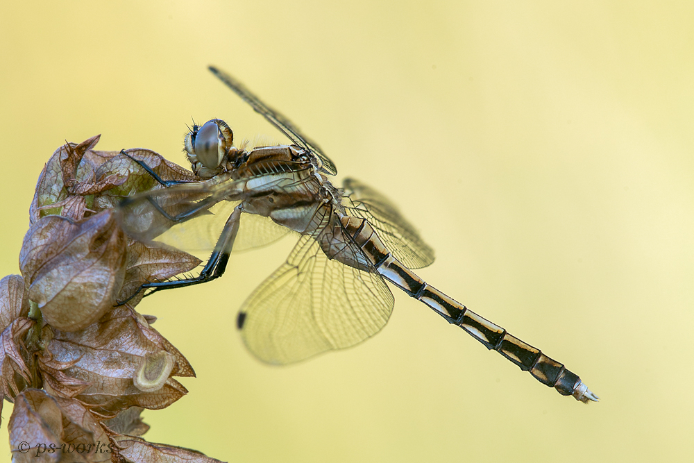 stlicher Blaupfeil Weibchen (2 von 1).jpg