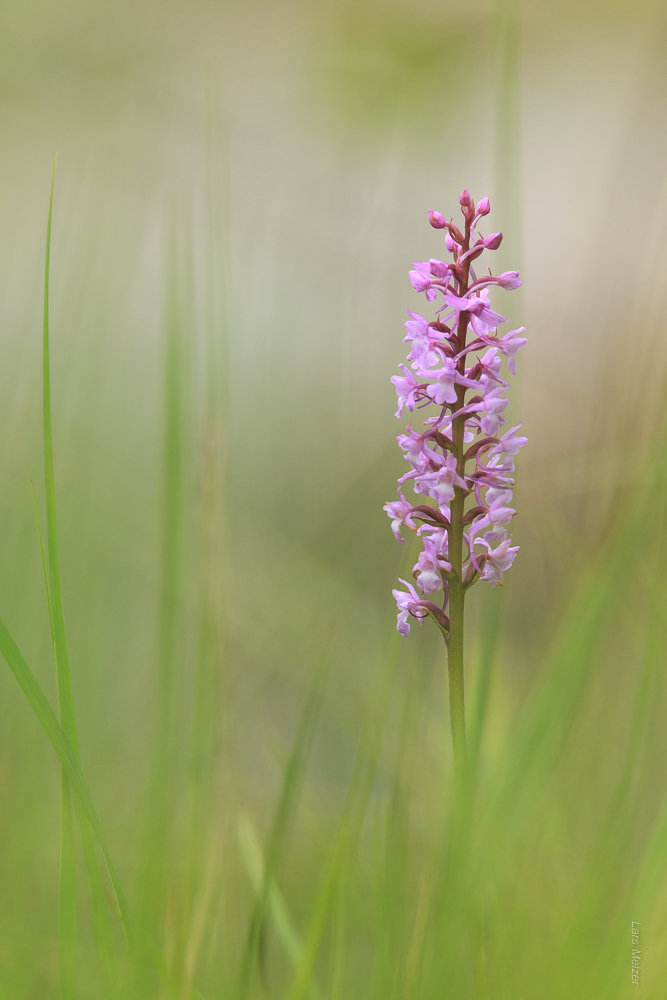 2014.07.12 18-41-44 0904.jpg