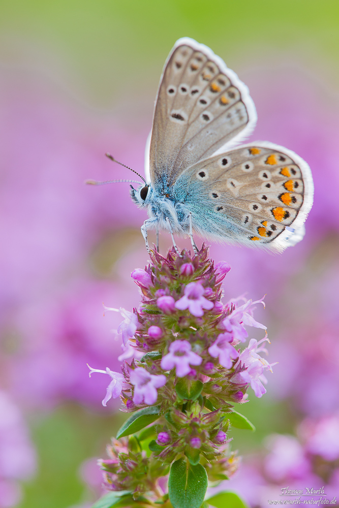 Hauhechel-Bläuling (1 von 1).jpg