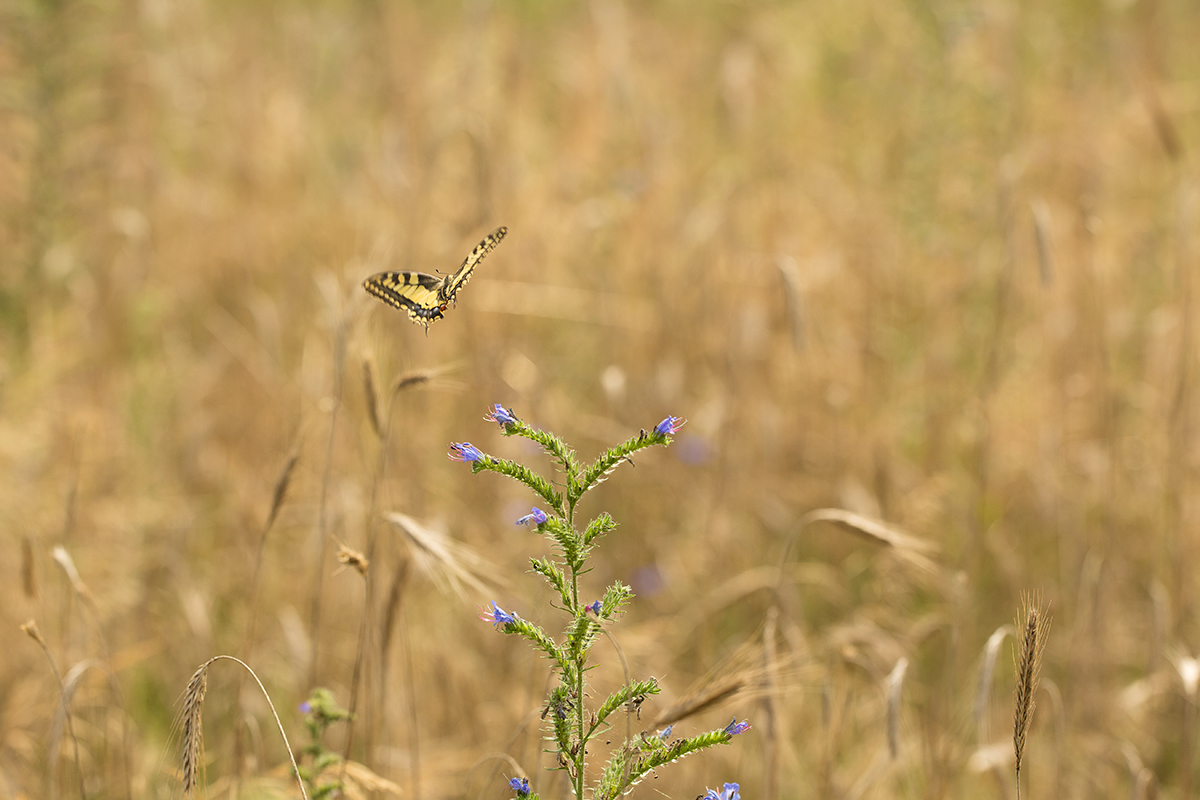 8V6A5842-schwalbenschwanz-w.jpg