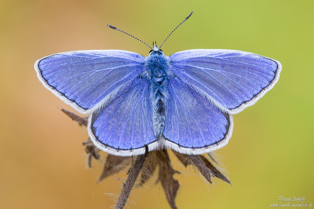 Hauhechel-Bläuling 2 (1 von 1).jpg