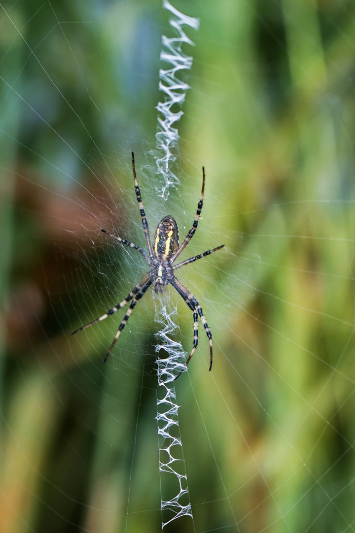 Wespenspinne 20140731-.jpg