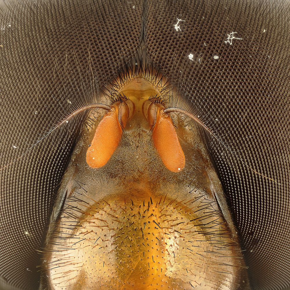2014-08-05 PMax Fliege Kopf 1 geschärft k.jpg