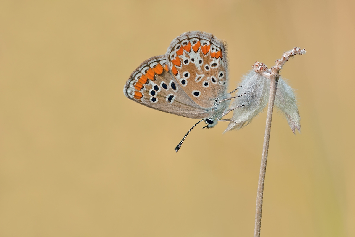 DSC_2204.jpg