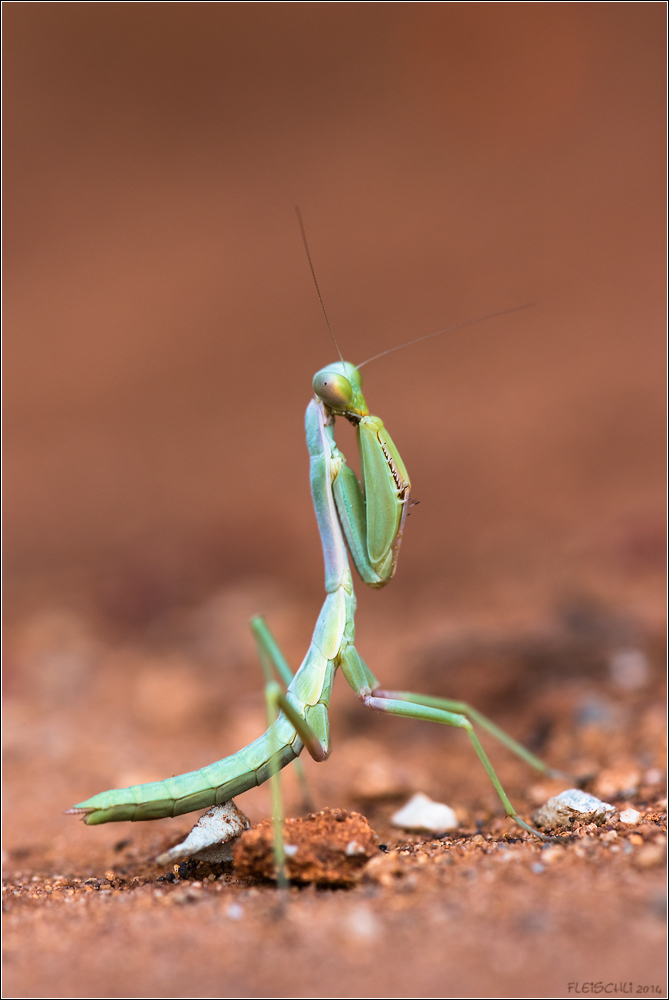 DSC_5707-Mantis_105-f9-1I125s-1000.jpg