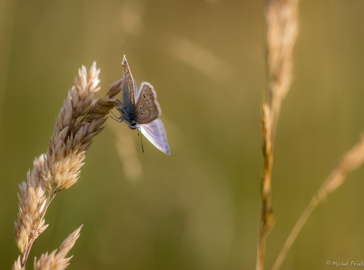 Bläuling Abflug Forum.jpg