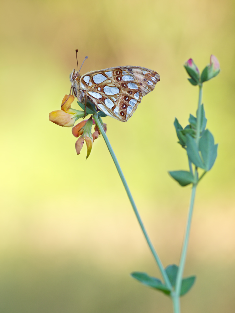 Issoria-lathonia-OG253070.jpg