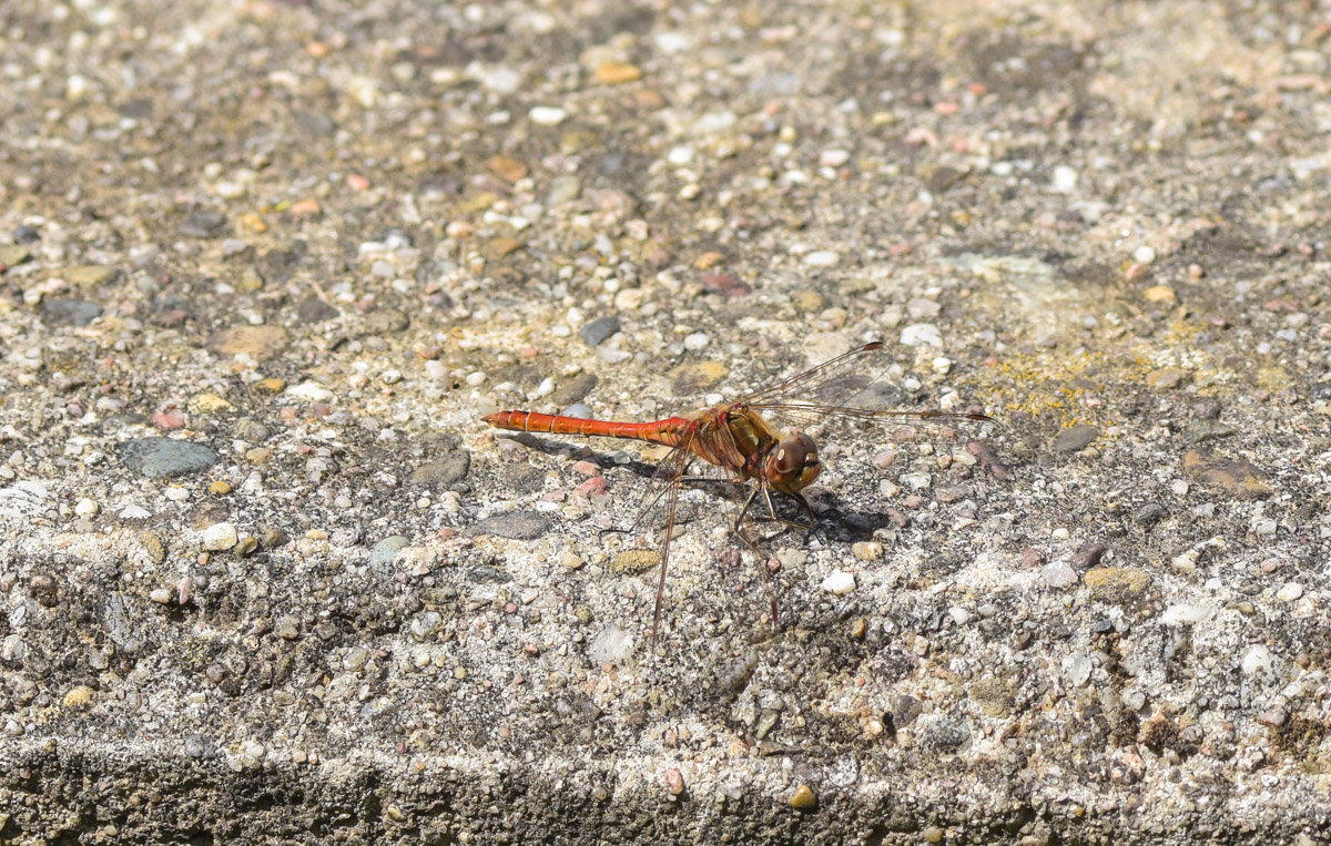 2014_08140005.jpg
