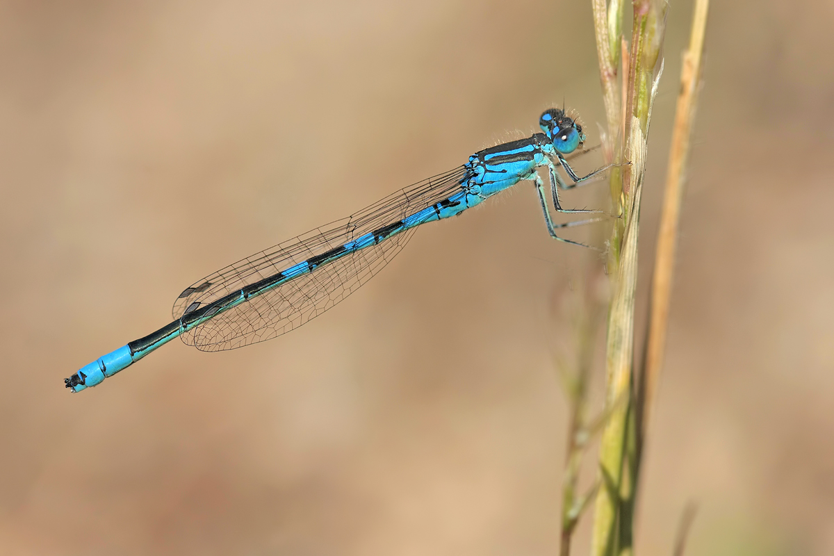 Coenagrion scitulum_m_IMG_9290.jpg