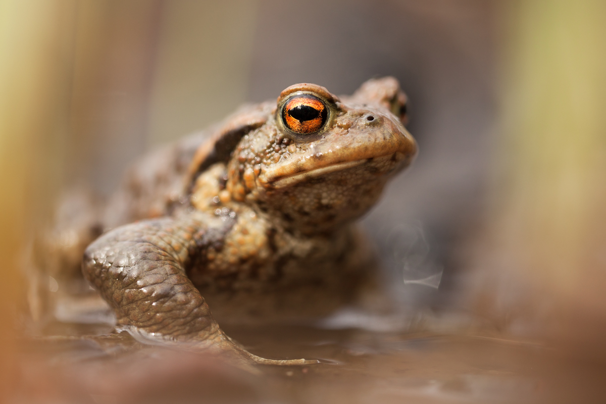 Kröte1-9389 20%.jpg