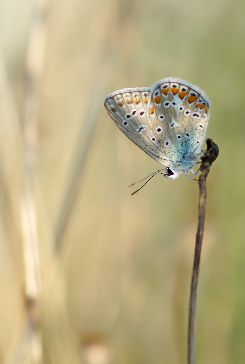 DSC_7115.jpg
