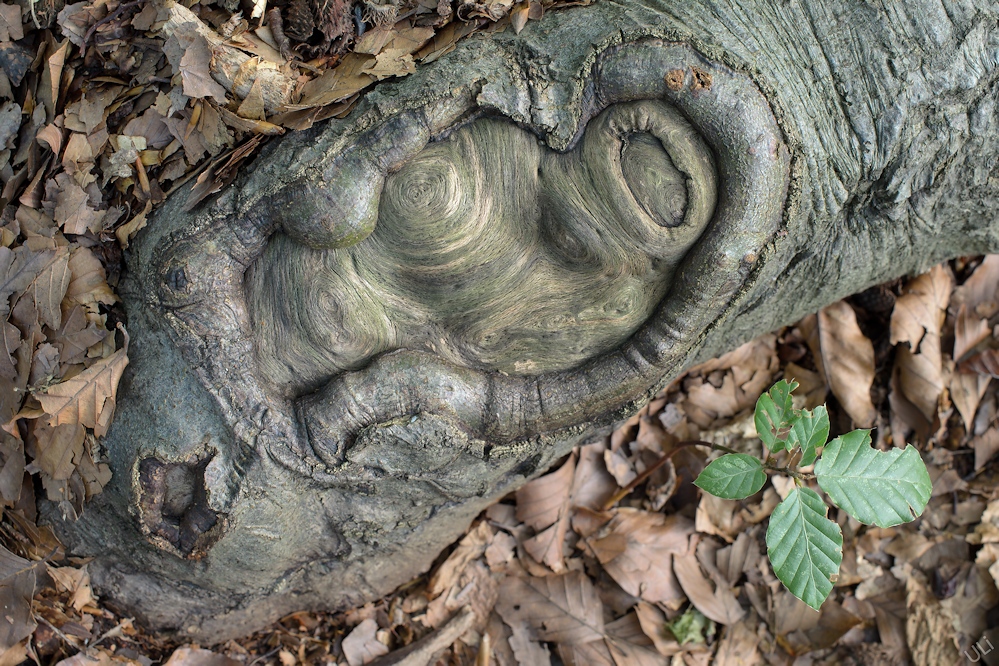 D5100_10597_999x666.jpg