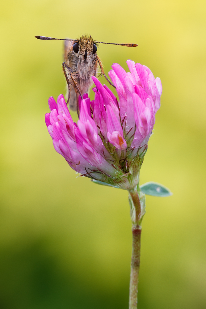 20140710-IMG_5962 ZS 4-b.jpg