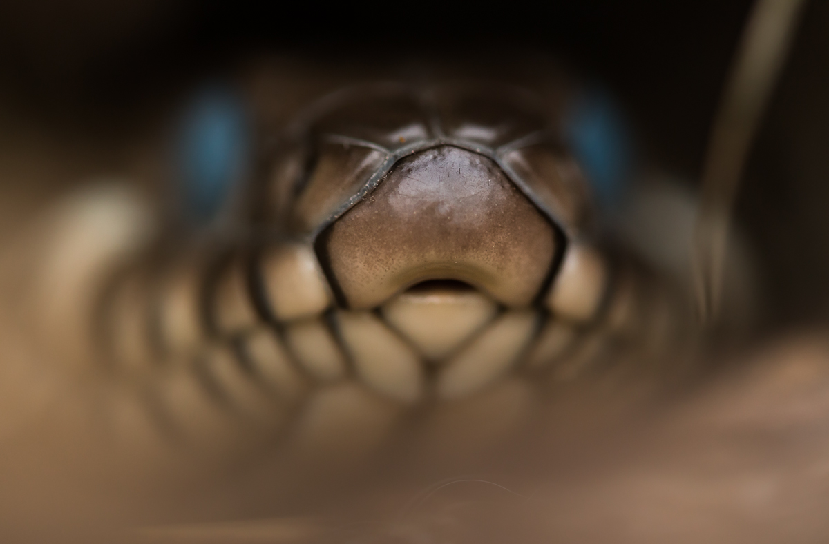 Ringelnatter-7535.jpg