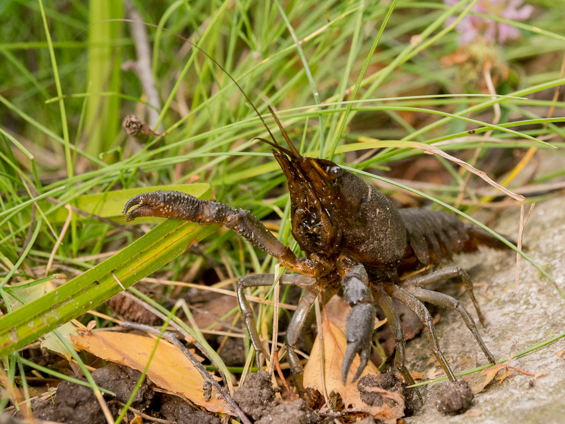 Flusskrebs.jpg