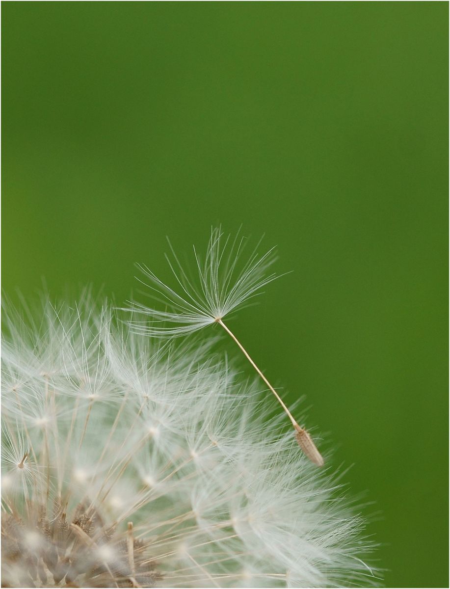 pusteblume1bV3.jpg
