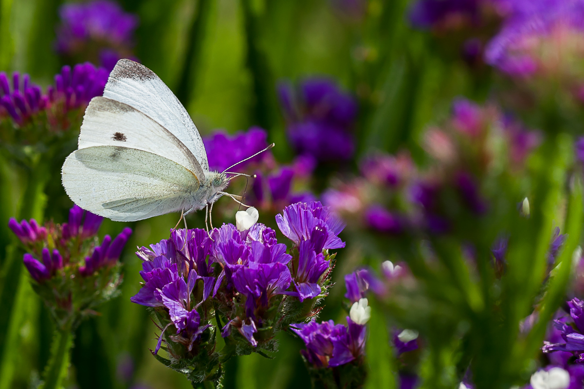 Kohlweißling c (1 von 1).jpg