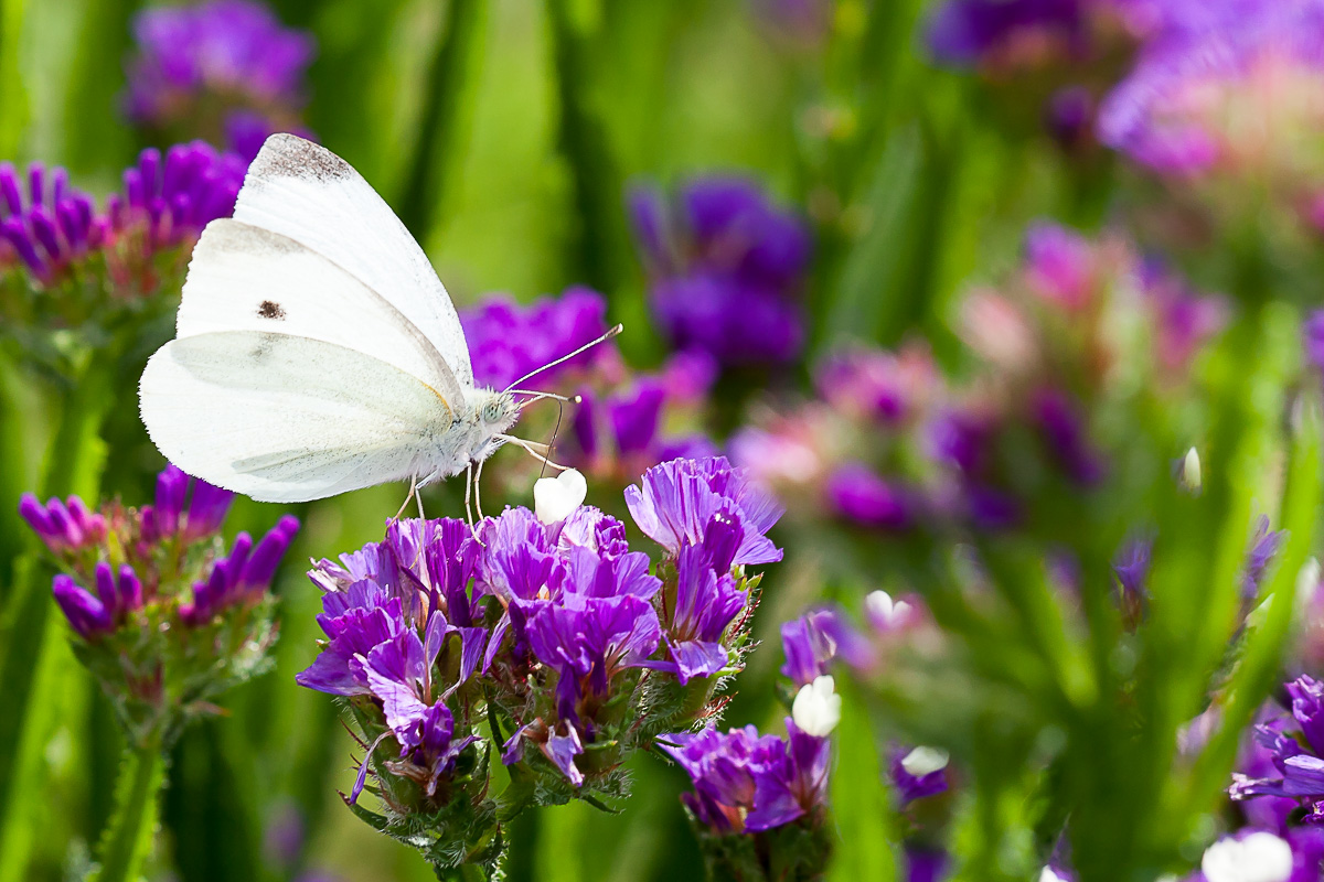 Kohlweißling (1 von 1).jpg