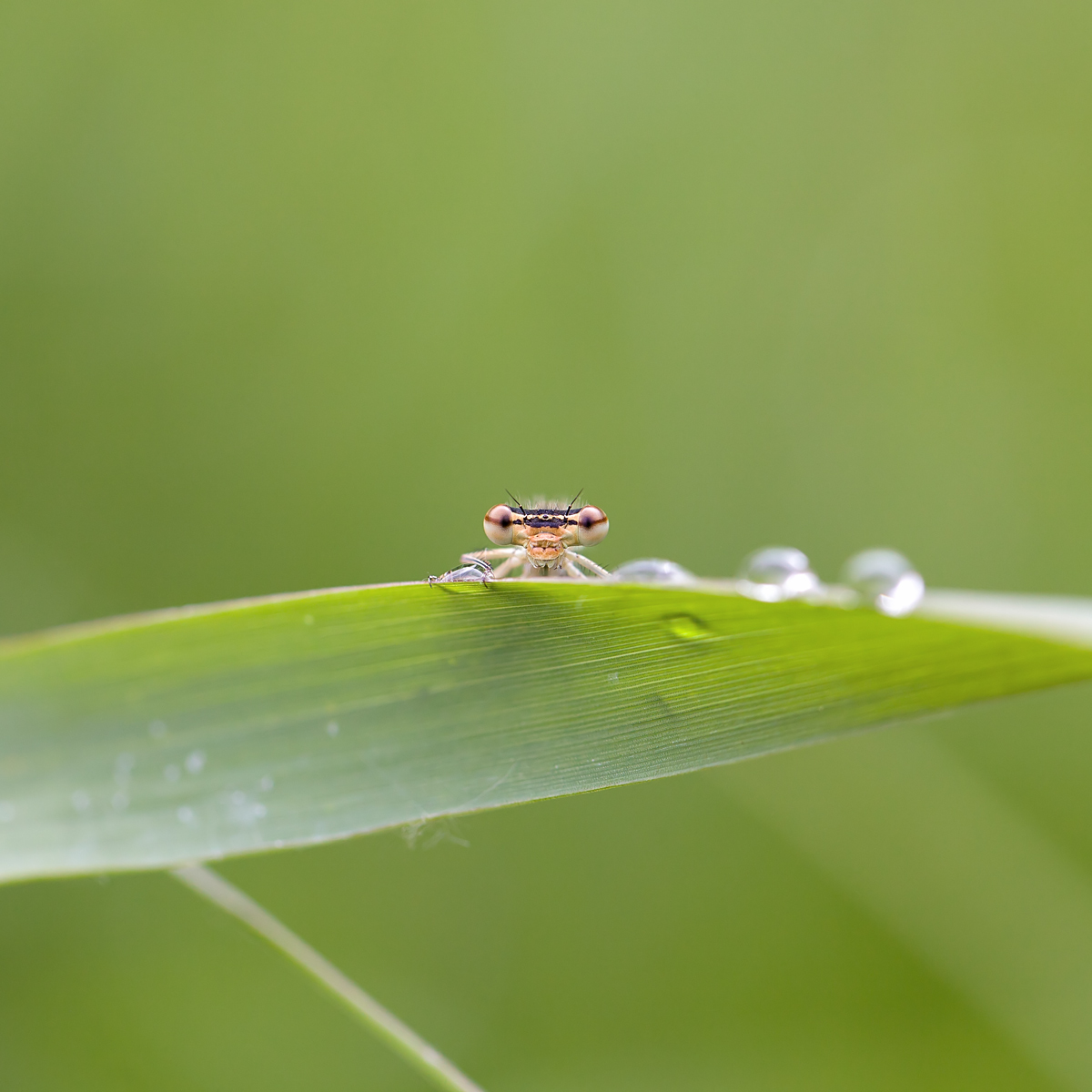 20140526_1174-74.jpg