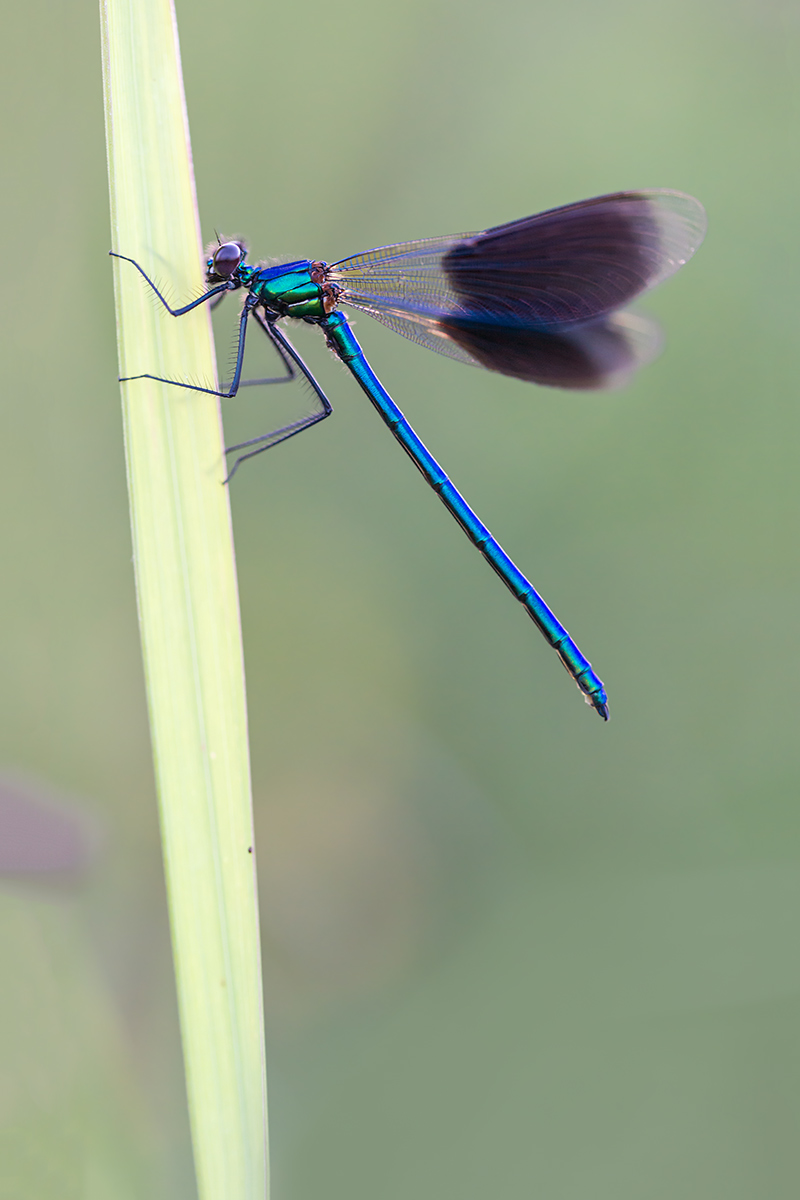 compGeb.Prachtlibelle31.7.2014WeiachDSC_0246-80%.jpg