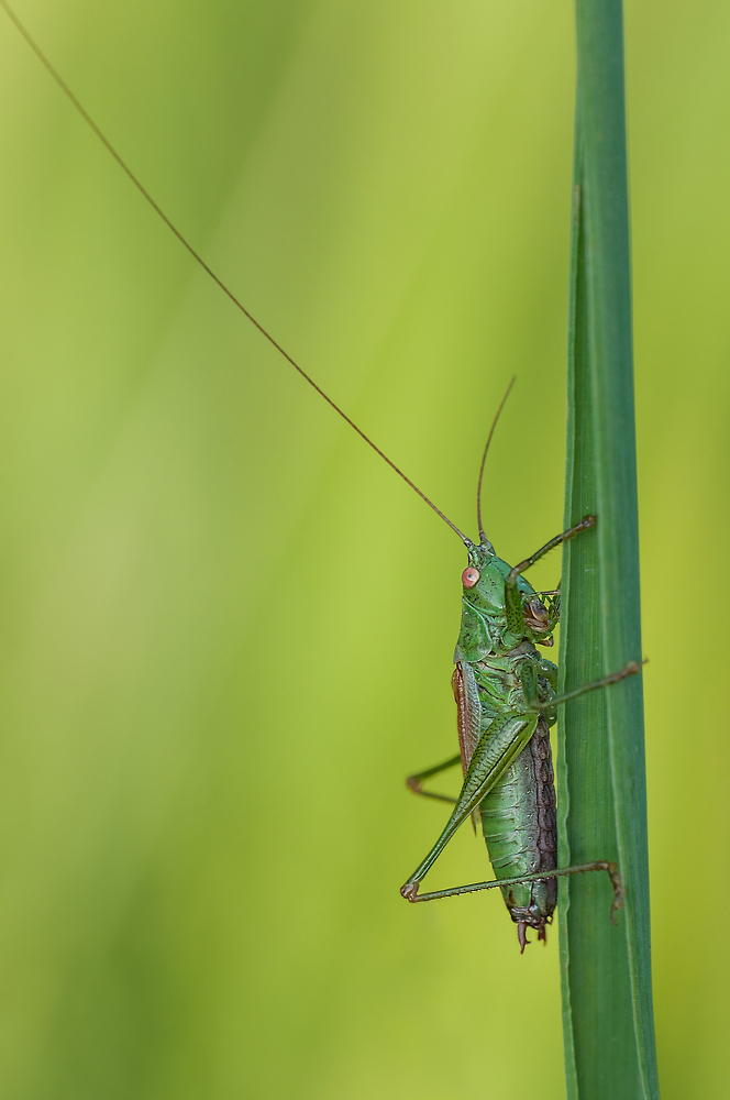 DSC_036.jpg