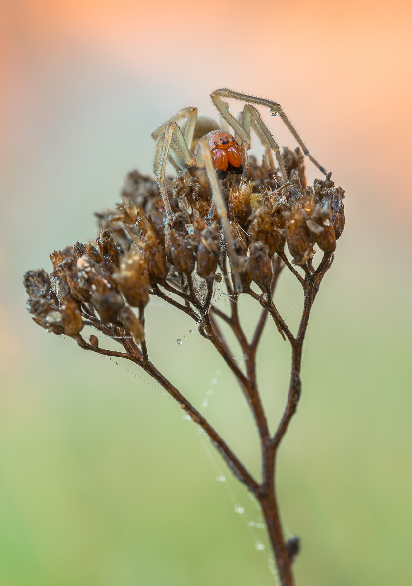 20140904-_DSC7739-8.jpg