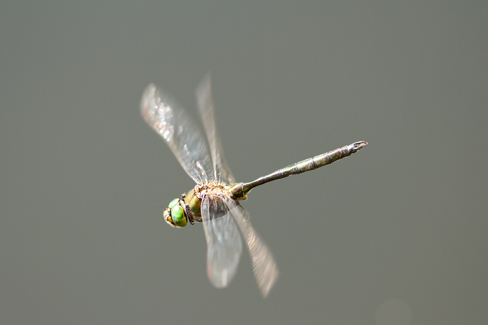 D7_13348.jpg