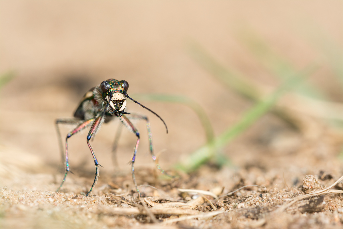 Mir-20140706-1370.jpg