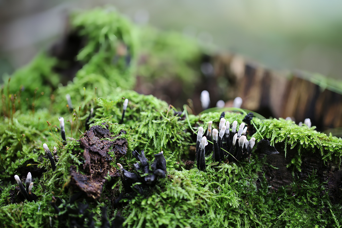Geweihförmige-Holzkeule-Xylaria-hypoxylon-1200px.jpg