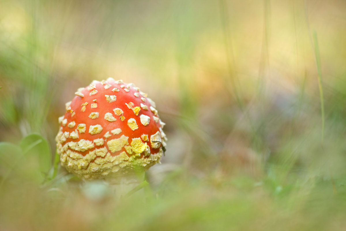 _MG_8569-Bearbeitet-Bearbeitet_2 Kopie.jpg