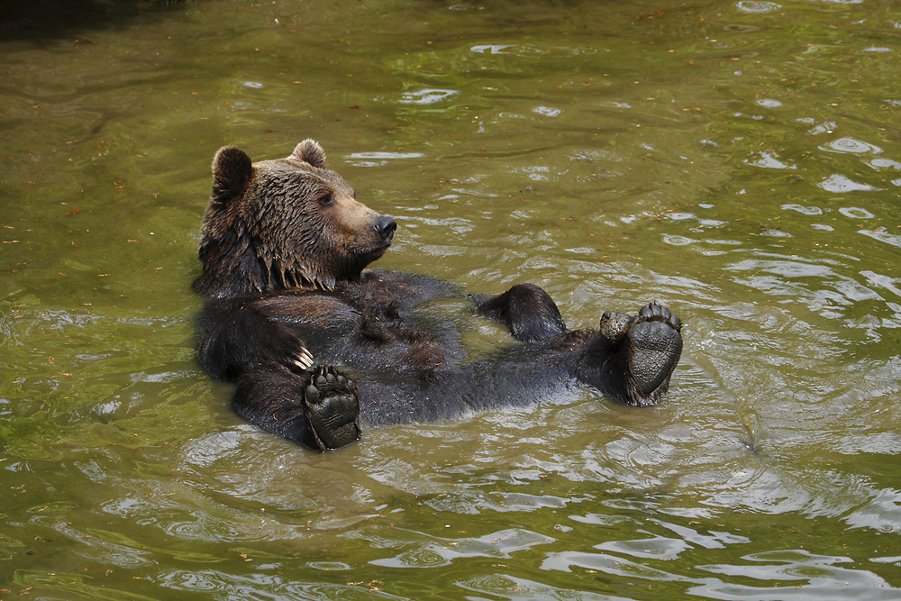 Braunbär 01.jpg