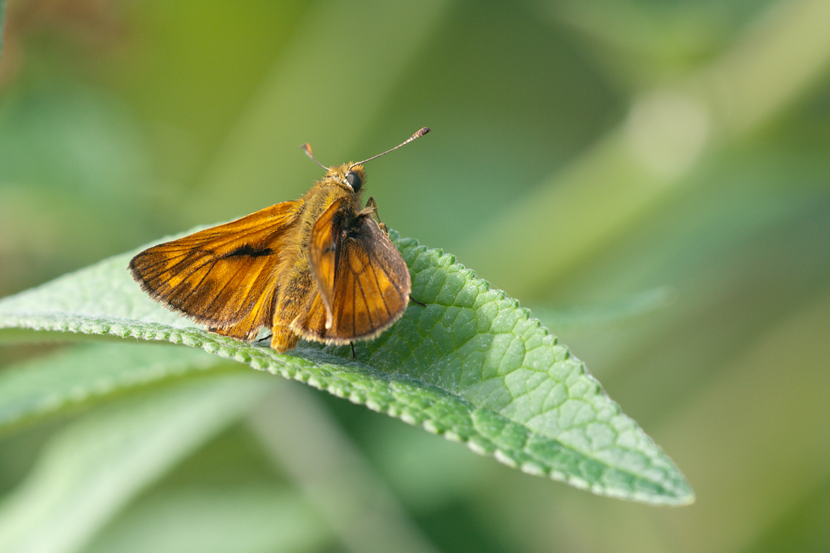 Ochlodes sylvanus-MG275505.jpg