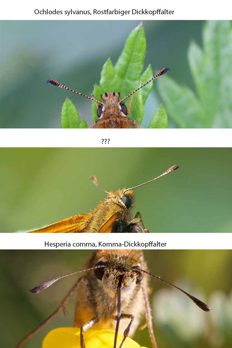 sylvanus_comma_fühler.jpg