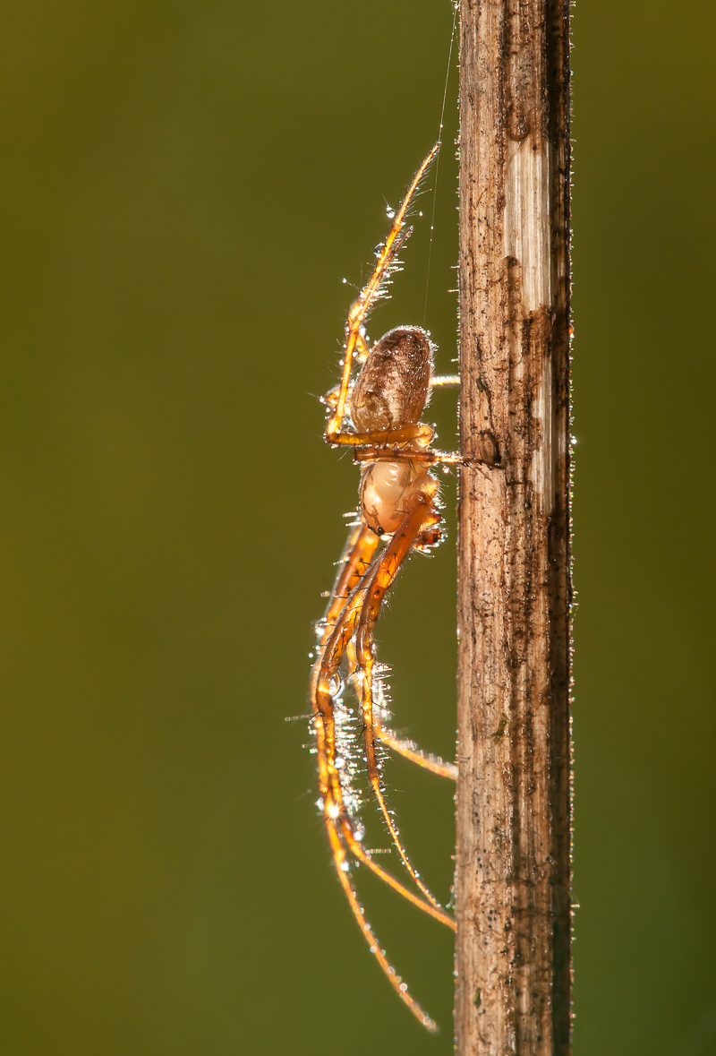 Spinne 74.jpg
